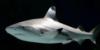 Blacktip