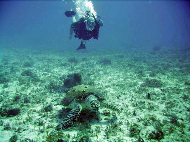 A dive in Playa
