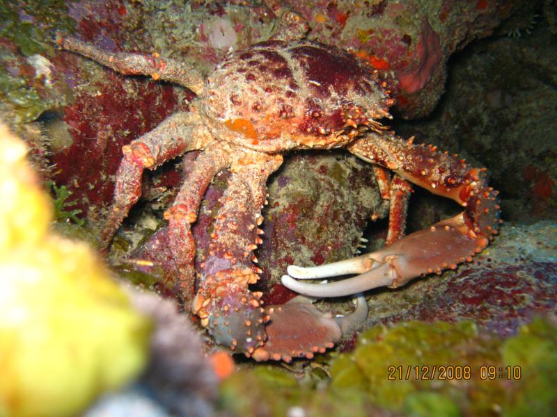 Local King Crab