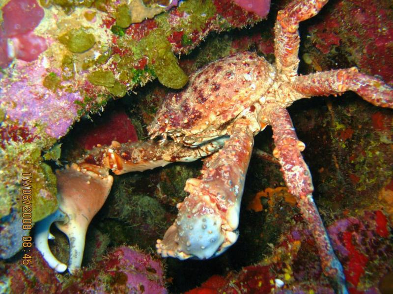 Friendly Crab