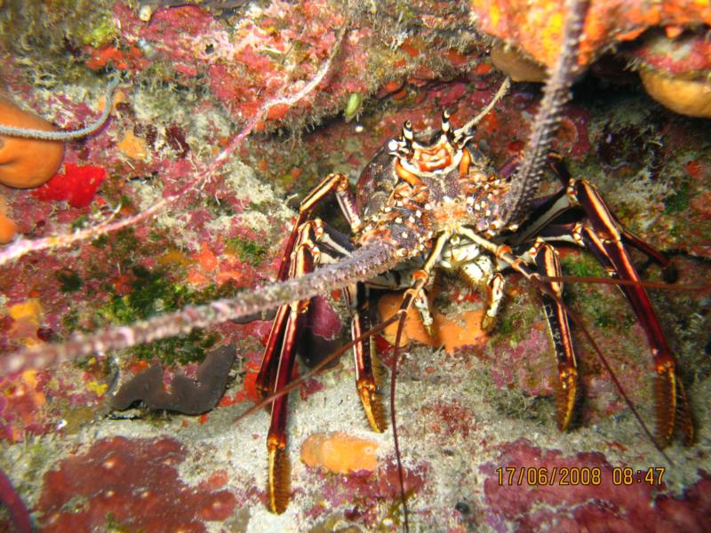 Lobster