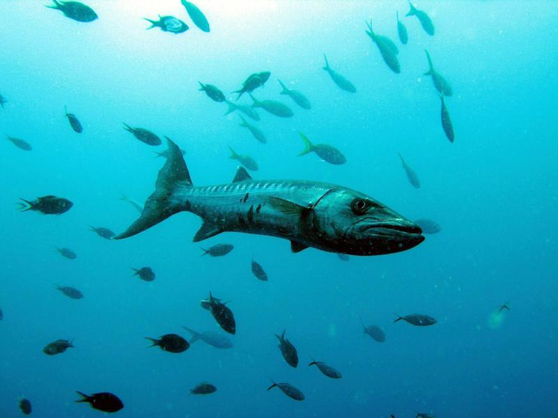 Ungry barracuda