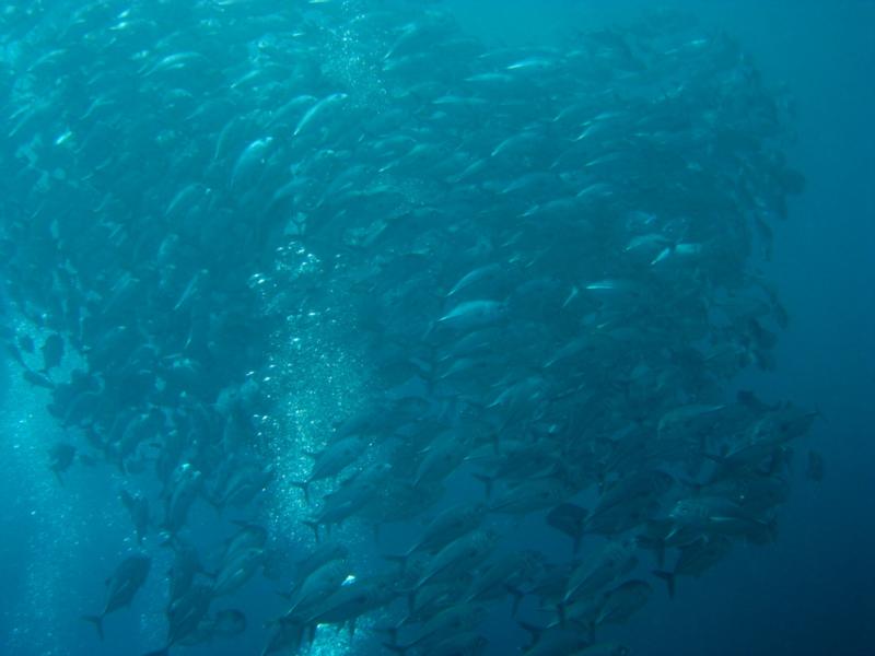 School of Jack, Tulamben, Bali