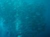 School of Jack, Tulamben, Bali