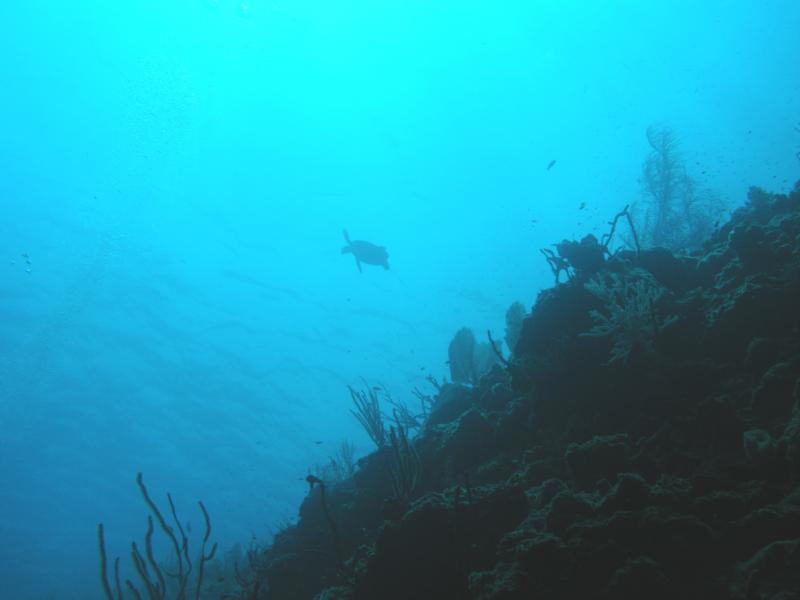 Turtle at Bloody Bay