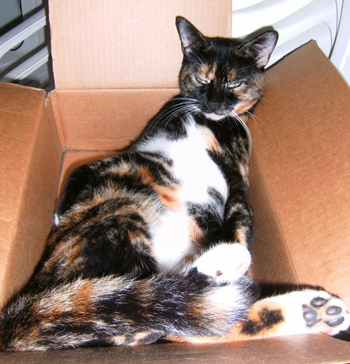 Boxcat