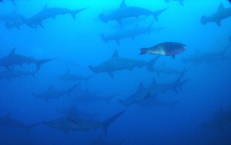 Crowded dive site