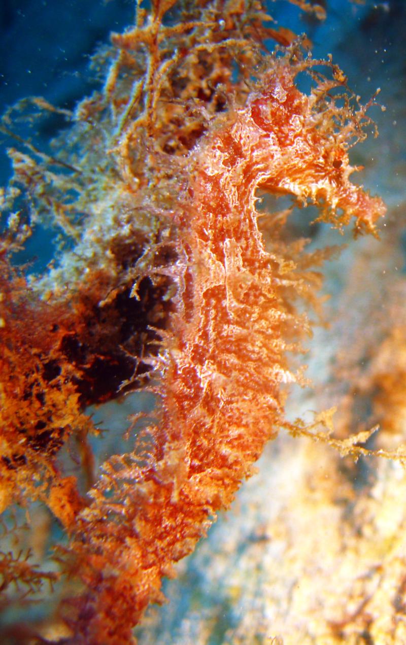 Caribbean lined seahorse by Jojo @ MV Fiona