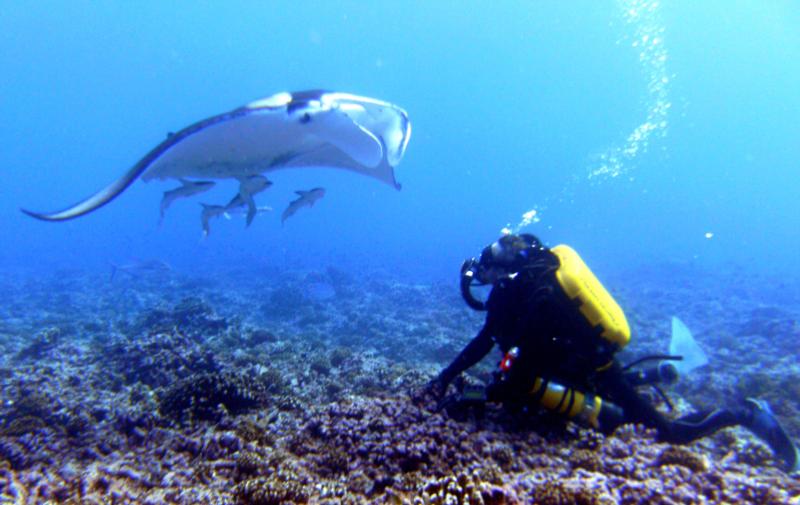 Rangiroa Manta