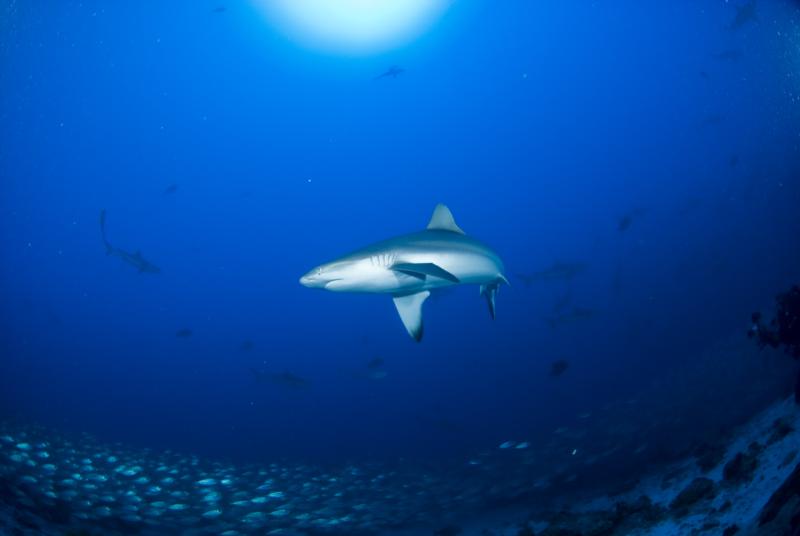 Rangiroa sharks