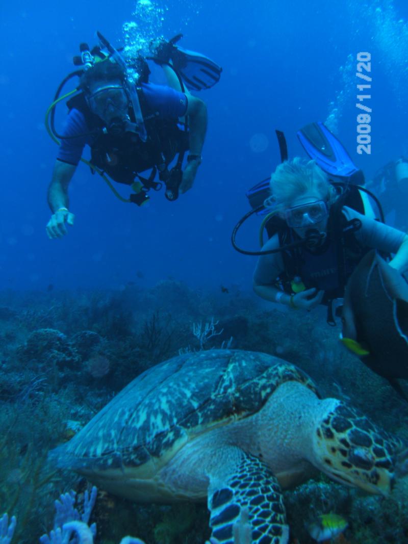 Chillin Sea Turtle