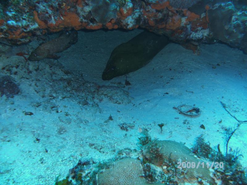 Moray Eel & Friend