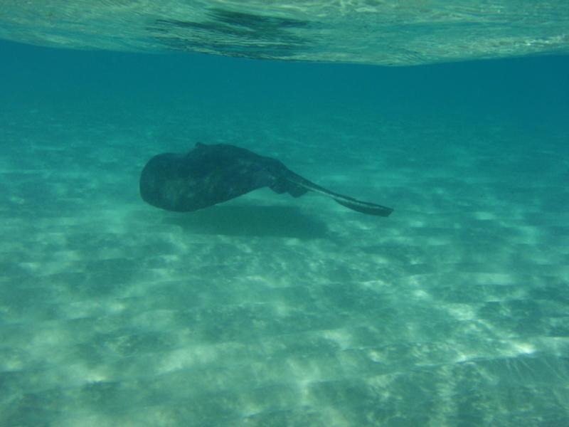 sting ray city