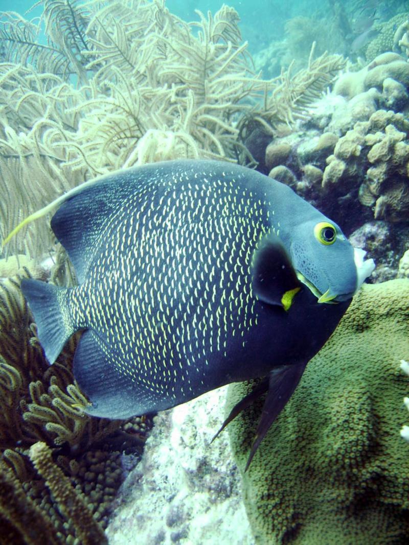 Angelfish