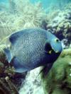 Angelfish