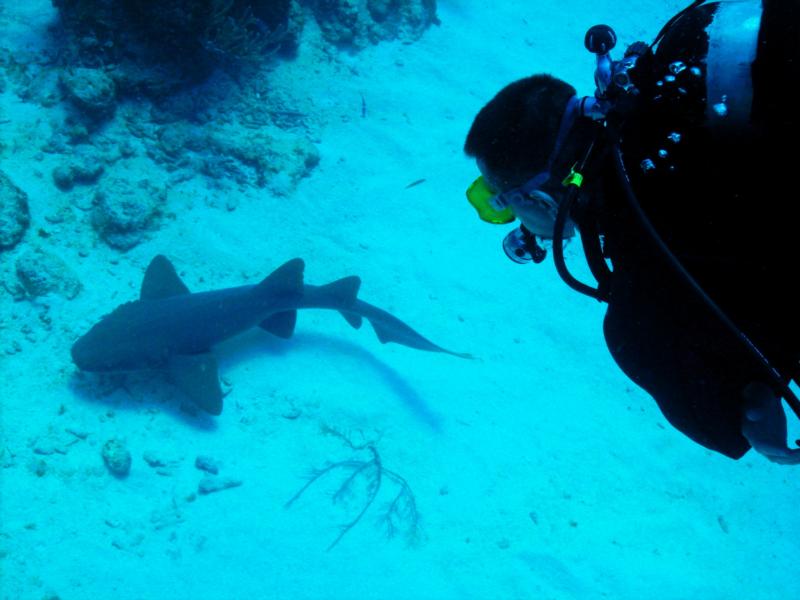 Squirt observing a feeding Nurse Shark, San Pedro, Belize