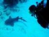 Squirt observing a feeding Nurse Shark, San Pedro, Belize