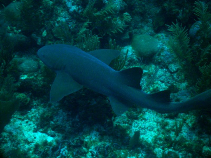 Nurse Shark in Belize