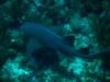 Nurse Shark in Belize