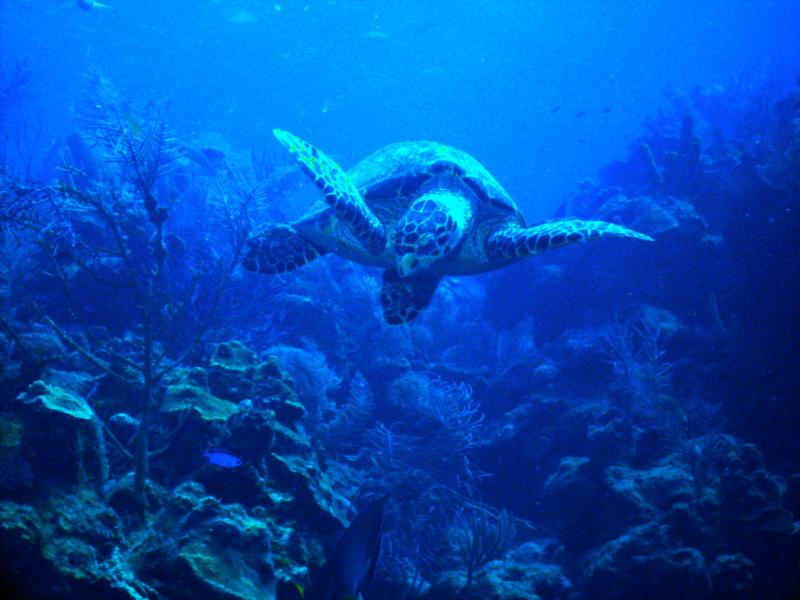 Turtle in the Aquarium, Belize