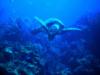 Turtle in the Aquarium, Belize