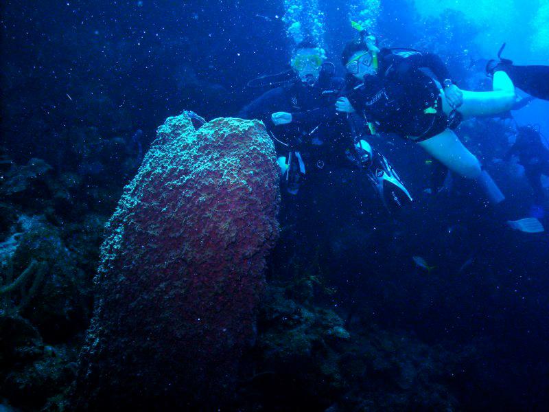 Now that’s a tube coral! Squirt and Christie in Belize