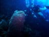 Now that’s a tube coral! Squirt and Christie in Belize