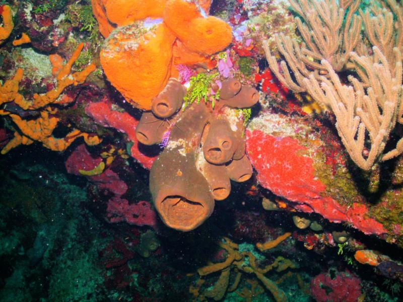 colorful coral (Cozumel)