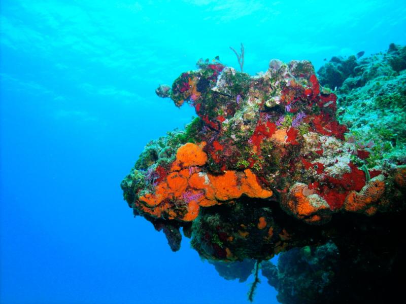 Bright coral (Cozumel)