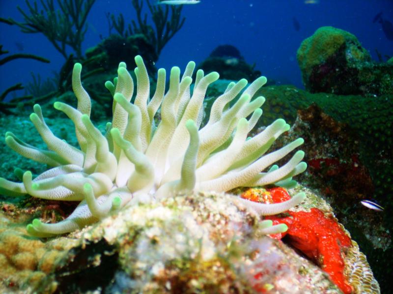 Anemones (Cozumel)