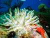 Anemones (Cozumel)