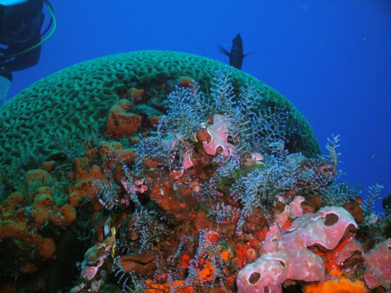 Bright coral (Cozumel)