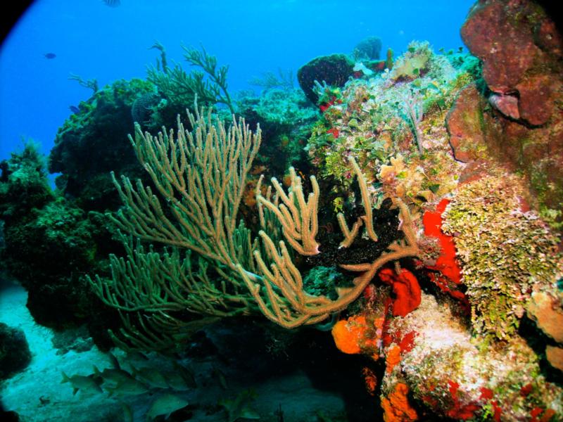 Fans blowing in the drift (Cozumel)