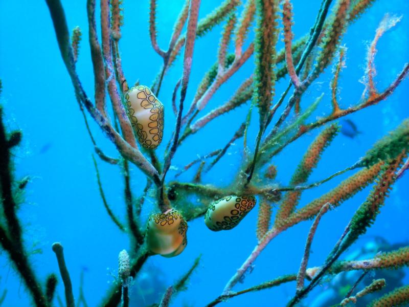 Flamingo Tongue (Cozumel)