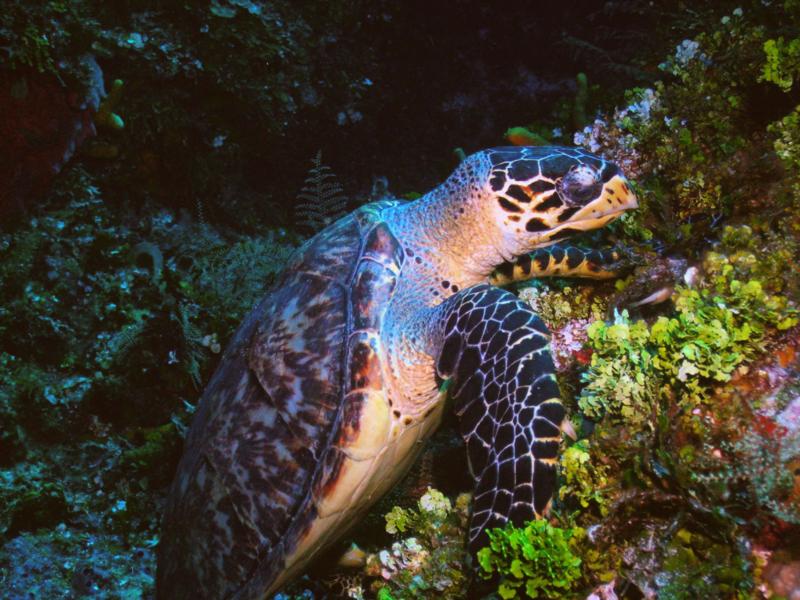 Tortuga (Cozumel)