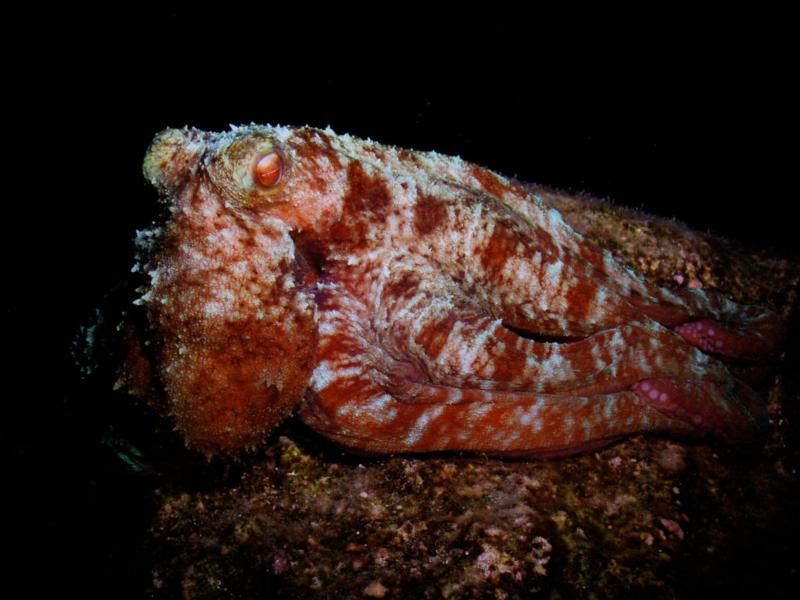 Octopus (Cozumel)