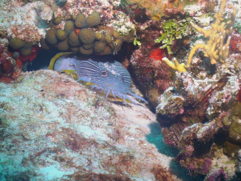 Splendid Toad Fish (Cozumel)