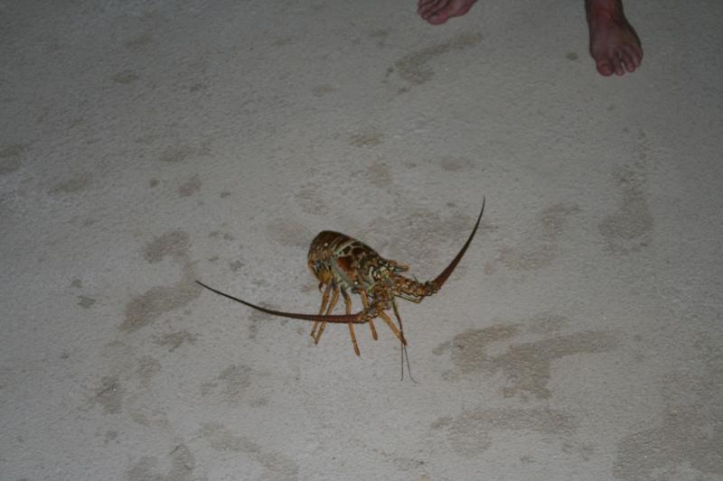 Lobster