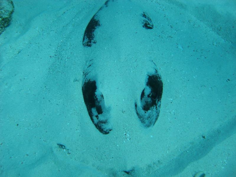 Stingray in Sand