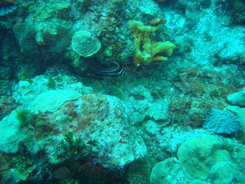 Cozumel Angle Fish