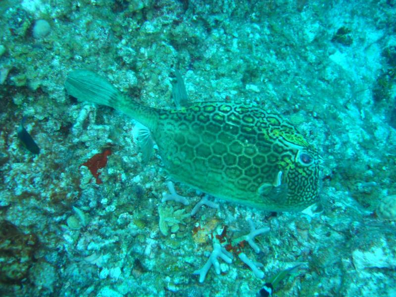 Cozumel 1