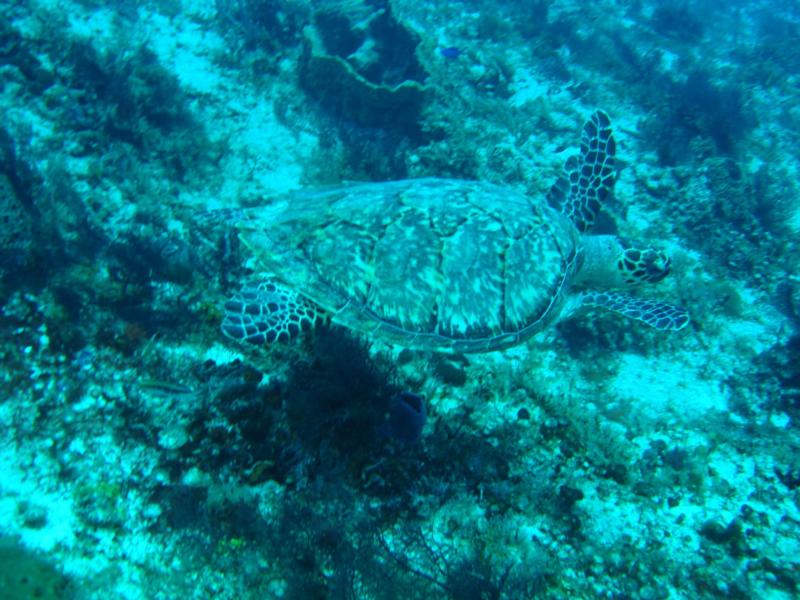 Cozumel Turtle