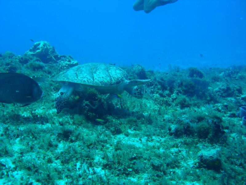 Cozumel Turtle
