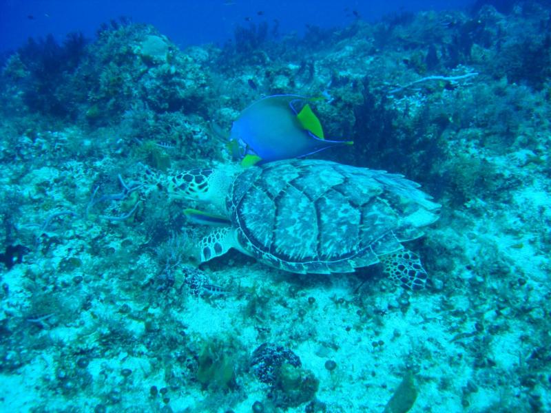 Cozumel Turtle