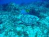 Cozumel Turtle