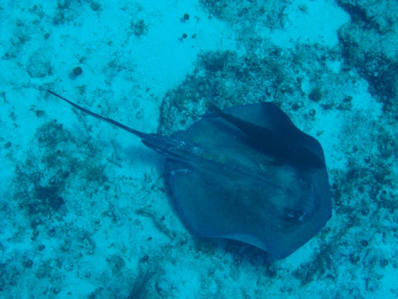 Cozumel Stingray