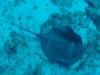 Cozumel Stingray