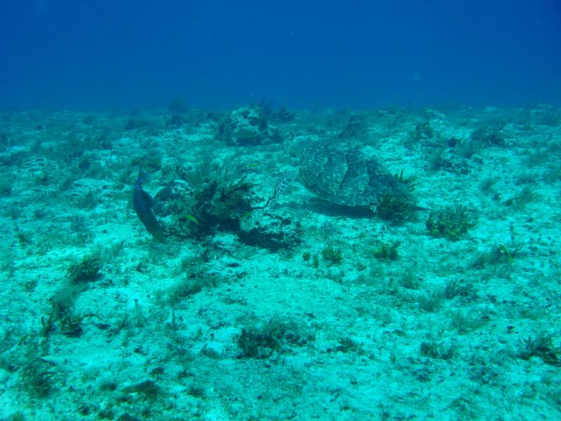 Cozumel Turtle