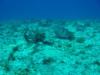Cozumel Turtle