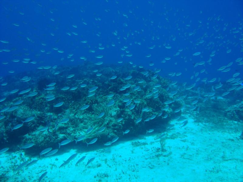 Cozumel Fish